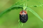 Rothalsige Silphe (Oiceoptoma thoracia)