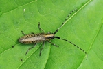 Scheckhorn-Distelbock (Agapanthia villosoviridescens)