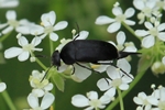 Ungefleckter Stachelkäfer (Mordella aculeata)