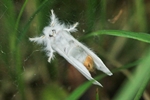 Schwan (Sphrageidus similis) - In oder unter einem Spinnennetz hängend
