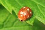 Zehnfleckiger- oder Licht-Marienkäfer (Calvia decemguttata)