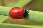 Pappelblattkäfer (Chrysomela populi)