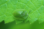 Grüner Schildkäfer (Cassida viridis)
