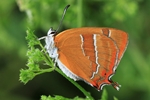 Nierenfleck-Zipfelfalter (Thecla betulae)