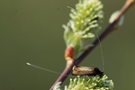 Ohne deutschen Namen (Adela cuprella) - Männchen