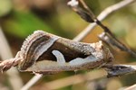 Ried-Grasmotteneulchen (Deltote uncula)