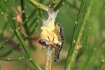 Großer Kohlweißling (Pieris brassicae) - Parasitierte Raupe - Vermutlich mit Kohlweißlings-Schlupfwespe (Cotesia glomerata)