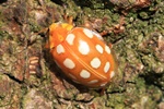 Sechzehnfleckiger Marienkäfer (Halyzia sedecimguttata)