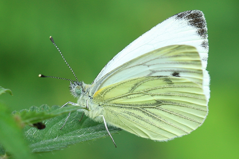 Libellen und Naturfotos von Gisela Schuemann Weisslinge Pieridae