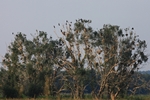 Kormoran Kolonie (Phalacrocorax carbo)