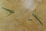 Feuersalamander (Salamandra salamandra) Larven