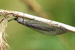 Gemeine Ameisenjungfer (Myrmeleon formicarius)