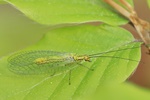 Buchenflorfliege (Hypochrysa elegans)