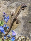Mauereidechse (Podarcis muralis)