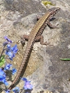 Mauereidechse (Podarcis muralis)