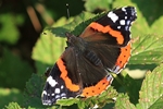 Admiral (Vanessa atalanta)