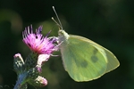 Gro&szlig;er Kohlwei&szlig;ling (Pieris brassicae) - Weibchen