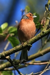Buchfink (Fringilla coelebs)