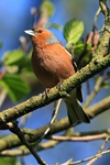 Buchfink (Fringilla coelebs)