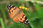 Distelfalter (Vanessa cardui)