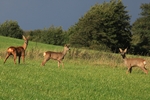 Rehe (Capreolus capreolus)