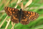 Wachtelweizen-Scheckenfalter (Melitaea athalia)