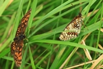Wachtelweizen-Scheckenfalter (Melitaea athalia)