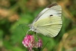 Gro&szlig;er Kohlwei&szlig;ling (Pieris brassicae)
