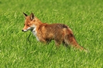 Rotfuchs (Vulpes vulpes)