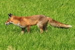 Rotfuchs (Vulpes vulpes)