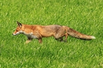Rotfuchs (Vulpes vulpes)