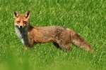 Rotfuchs (Vulpes vulpes)