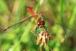 Blutrote Heidelibelle - M&auml;nnchen