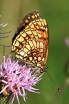 Wachtelweizen-Scheckenfalter (Melitaea athalia)