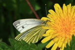 Gr&uuml;nader-Wei&szlig;ling (Pieris napae)