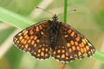 Wachtelweizen-Scheckenfalter (Melitaea athalia)