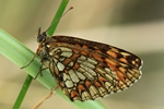 Wachtelweizen-Scheckenfalter (Melitaea athalia)