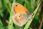 Kleines Wiesenv&ouml;gelchen (Coenonympha pamphilus) (Coenonympha pamphilus)