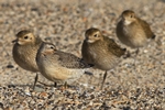 Knutt vor Goldregenpfeifern (Calidris canutus)