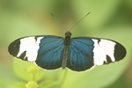 Heliconius cydno/Blauer Passionsfalter/Cydno Longwing