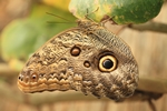 Caligo memnon/Bananenfalter/Giant Owl