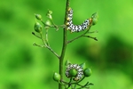 Braunwurzm&ouml;nch (Cucullia scrophulariae) 
