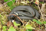 Ringelnatter (Natrix natrix)
