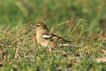 Buchfink - Weibchen (Fringilla coelebs)