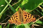 Kleiner Perlmuttfalter (Issoria lathonia)