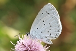 Faulbaumbl&auml;uling (Celestrina argiolus)