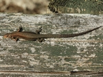 Waldeidechse (Zootoca vivipara)
