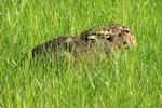 Feldhase (Lepus europaeus)