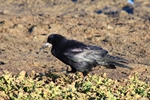 Saatkr&auml;he (Corvus frugilegus)