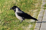 Nebelkr&auml;he (Corvus cornix)